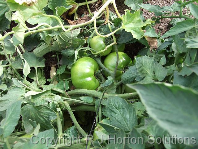 Tomatoes green